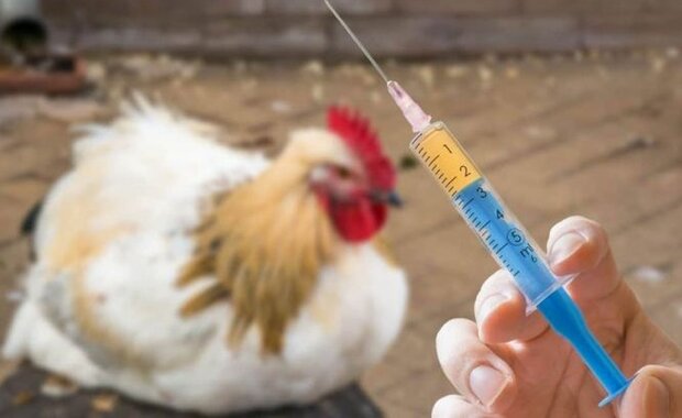 ﺍﻗﺪﺍﻣﺎﺕ ﭘﯿﺸﮕﯿﺮﺍﻧﻪ در قزوین برای مقابله با آنفلوانزای حاد پرندگان 