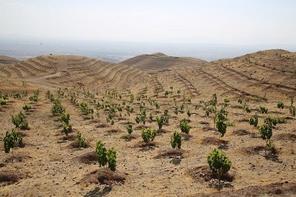 طرح زراعت چوب در ۲۵۰ هکتار از اراضی کرمانشاه اجرا شده است