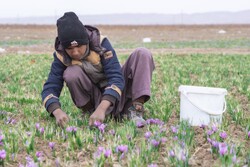 پیش بینی کاهش کشت ۵۰ درصدی زعفران در خلیل آباد
