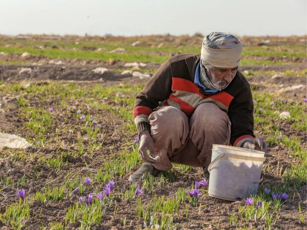 برداشت زعفران در کاشمر آغاز شد