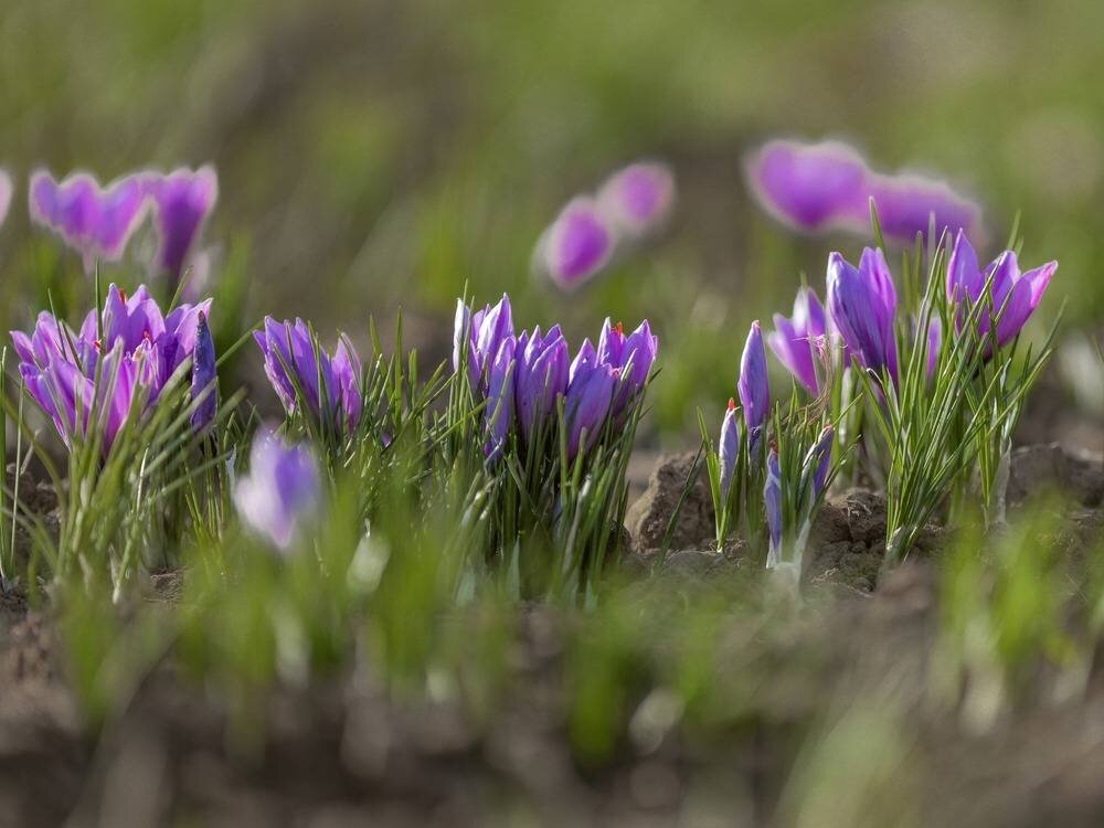 روزگار سیاهِ «طلای سرخ»/ بازار زعفران؛ بهشت دلالان و برزخ زارعان