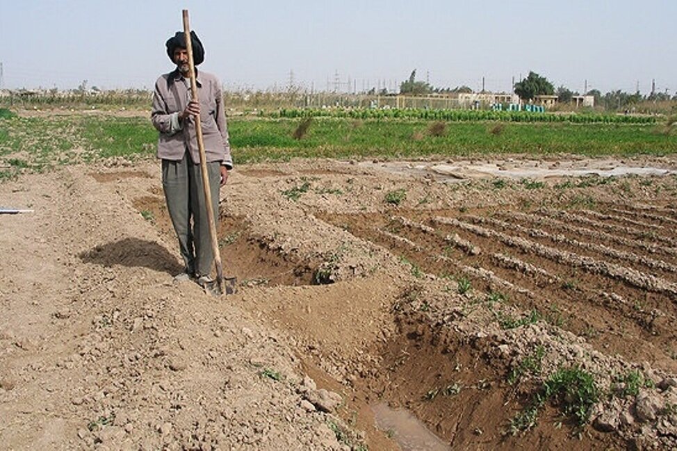 بارندگی ۱۹۰ میلیارد تومان به محصولات کشاورزی بوشهر خسارت وارد کرد