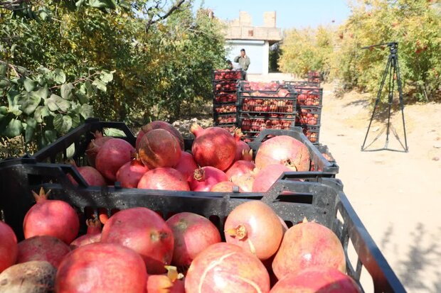 برداشت انار از سطح ۶۵۰ هکتار از باغات شهرستان کاشمر آغاز شد