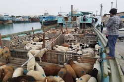 ۱۶۰۰ راس دام زنده غیرمولد از گناوه به کویت صادر شد