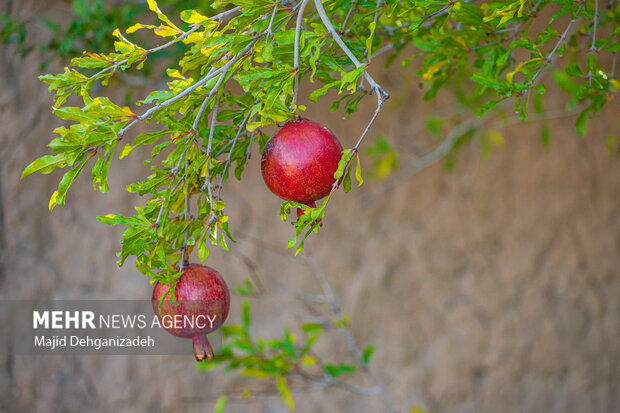 انار چینی در روستای تاریخی سریزد 9