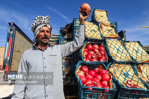 انار چینی در روستای تاریخی سریزد 21