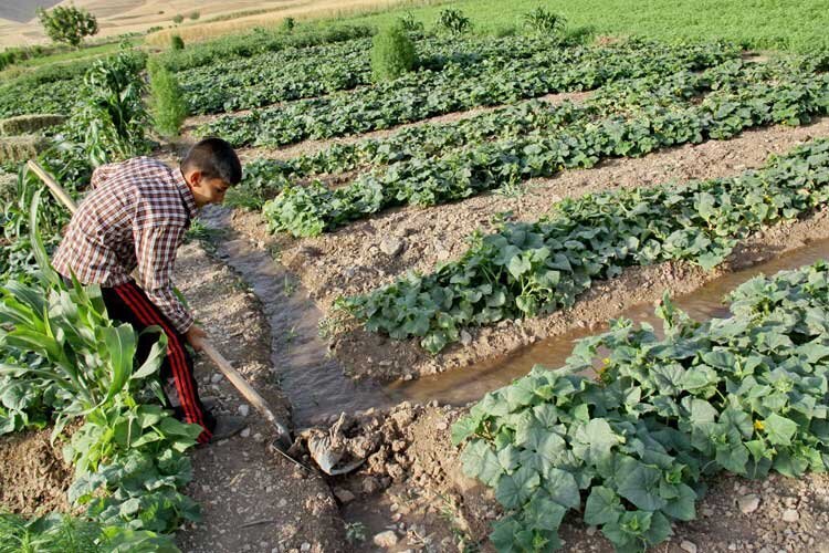 ۹۰ درصد آب استان زنجان در بخش کشاورزی مصرف می‌شود