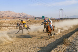مسابقات منطقه‌ای کورس اسب سواری به میزبانی گناوه برگزار شد