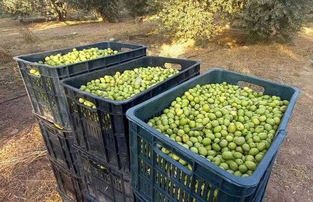 سهم ناچیز خاستگاه زیتون از سطح زیرکشت/آب چالش جدی زیتونکاران است