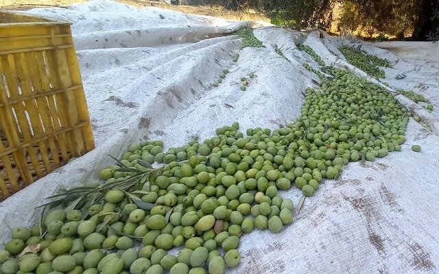 خام فروشی زیتون و چوب حراج به دسترنج باغداران