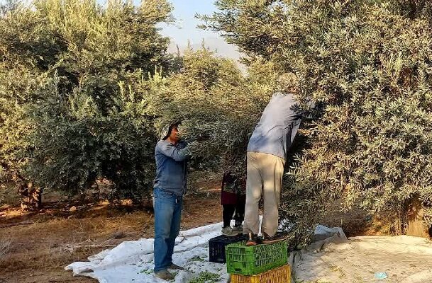 سهم ناچیز خاستگاه زیتون از سطح زیرکشت/آب چالش جدی زیتونکاران است