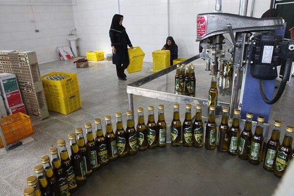 سهم ناچیز خاستگاه زیتون از سطح زیرکشت/آب چالش جدی زیتونکاران است