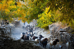 Eye-catching nature of Markazi province in fall