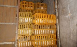 ۳۶ هزار قطعه مرغ احتکار شده در خوشاب کشف شد