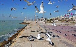 Recreational piers to be constructed in Bushehr