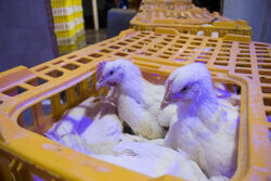 ۷ تن مرغ قاچاق در سرخه کشف شد