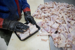 ۷۱۲ تن گوشت سفید غیرقابل مصرف در گلستان معدوم شد