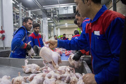 ۲٠٠٠ تن مرغ گرم در کهگیلویه و بویراحمد توزیع می شود