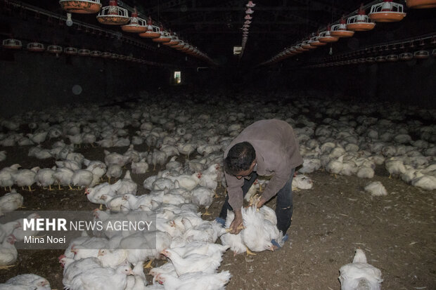 کشتارگاه صنعتی مرغ در مرند