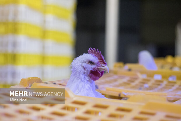 درگیر آنفلوانزای پرندگان نشدیم/ صادرات مرغ و تخم مرغ به کویت