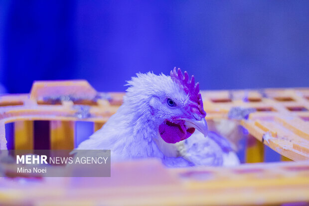 معیشت در تنگنای گرانی؛ روایت بازار یزد از انفعال مسئولان تا انحصار