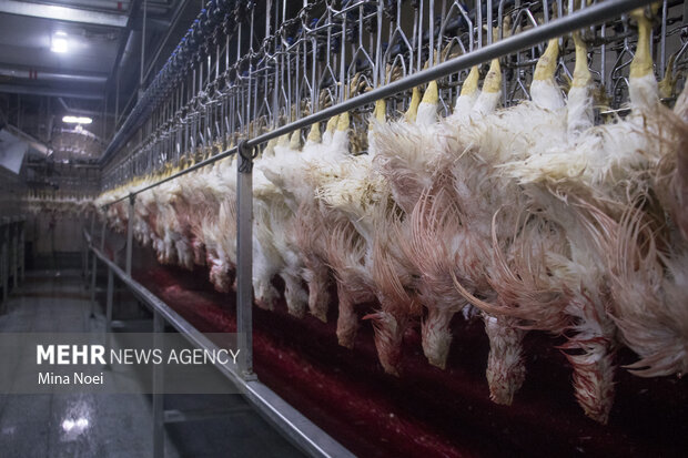 امید به راهاندازی مجدد کشتارگاههای ایلام؛ گامی به سوی رونق اقتصادی امید به راهاندازی مجدد کشتارگاههای ایلام؛ گامی به سوی رونق اقتصادی
