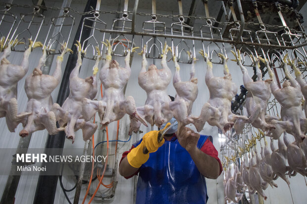کشتارگاه صنعتی مرغ در مرند