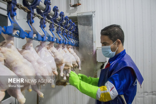 هدف‌گذاری تولید سالانه ۳ میلیون و ۵۰۰ هزار تن گوشت مرغ در کشور