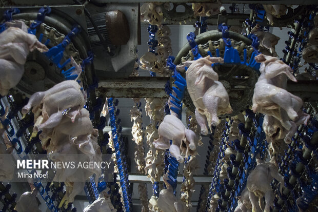 حذف کشتارگاه های سنتی/ ۳ میلیون کیلوگرم مرغ صادر شد