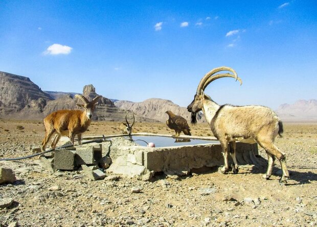 کلاهقاضی روی میز شورای عالی محیط زیست / آزادراه در یک قدمی افتتاح 4