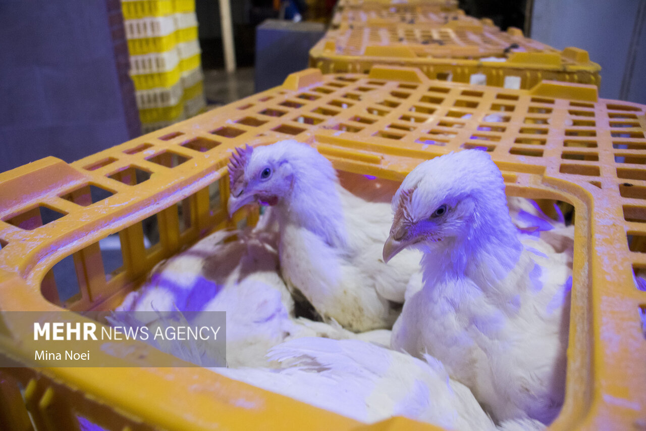 کشف بیش از ۳۰ تن مرغ زنده احتکاری در کرمانشاه