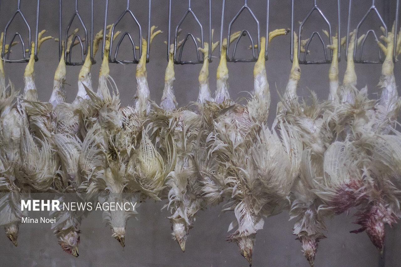 کشتار بیش از ۵ میلیون قطعه مرغ زنده در بوشهر با نظارت دامپزشکی