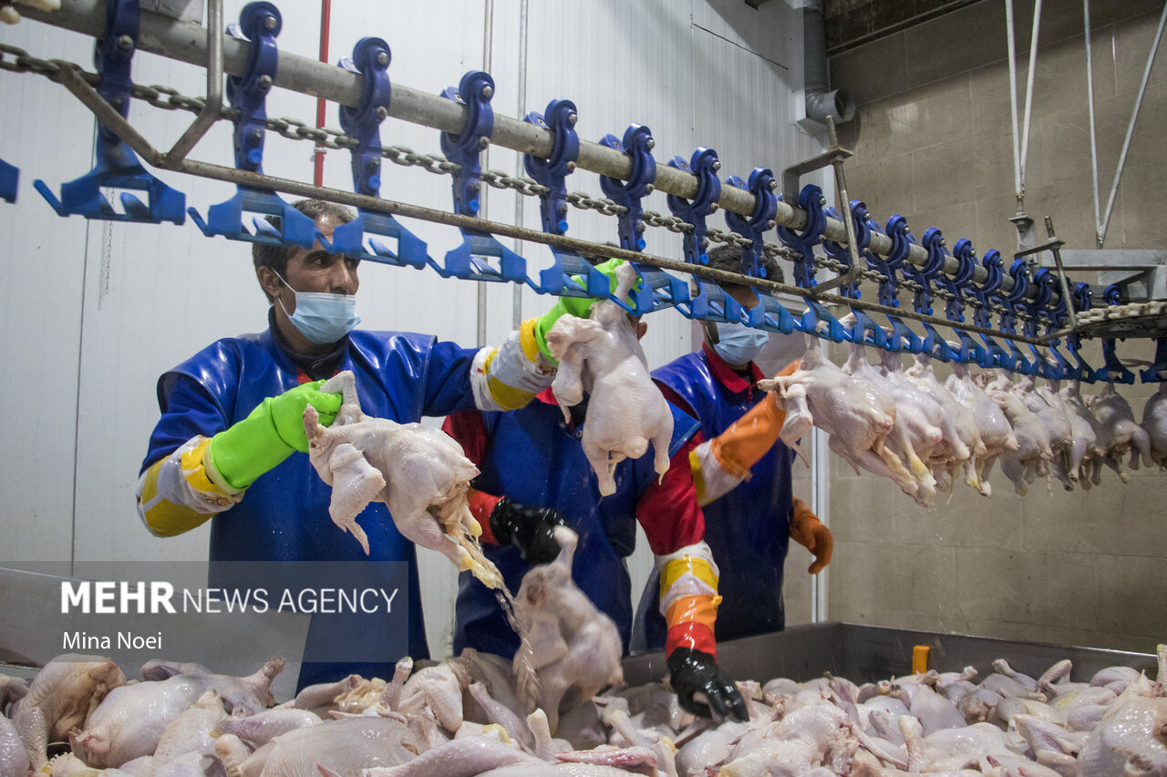ذخیره‌سازی و توزیع ۱۵۰ تن مرغ برای شب یلدا در خراسان شمالی