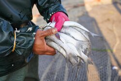 بازار ماهی بندرترکمن در روزهای پایانی پاییز