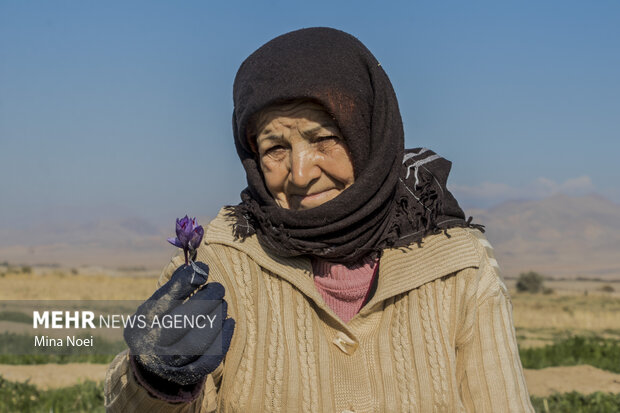 برداشت طلای سرخ از مزارع شهرستان مرند