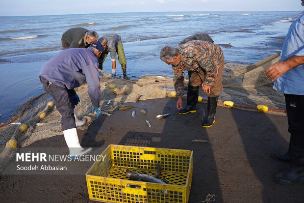 اقتصاد دریاپایه در تور صیادان/ خزر به دلار ماهی میدهد