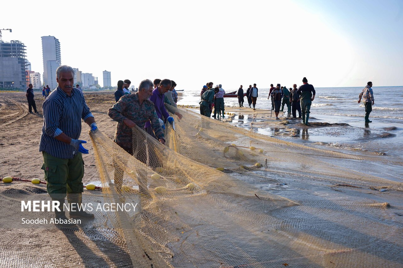 فصل ماهی چِرِم در مازندران/تورهای ماهیگیران پُر و دست ها خالی است
