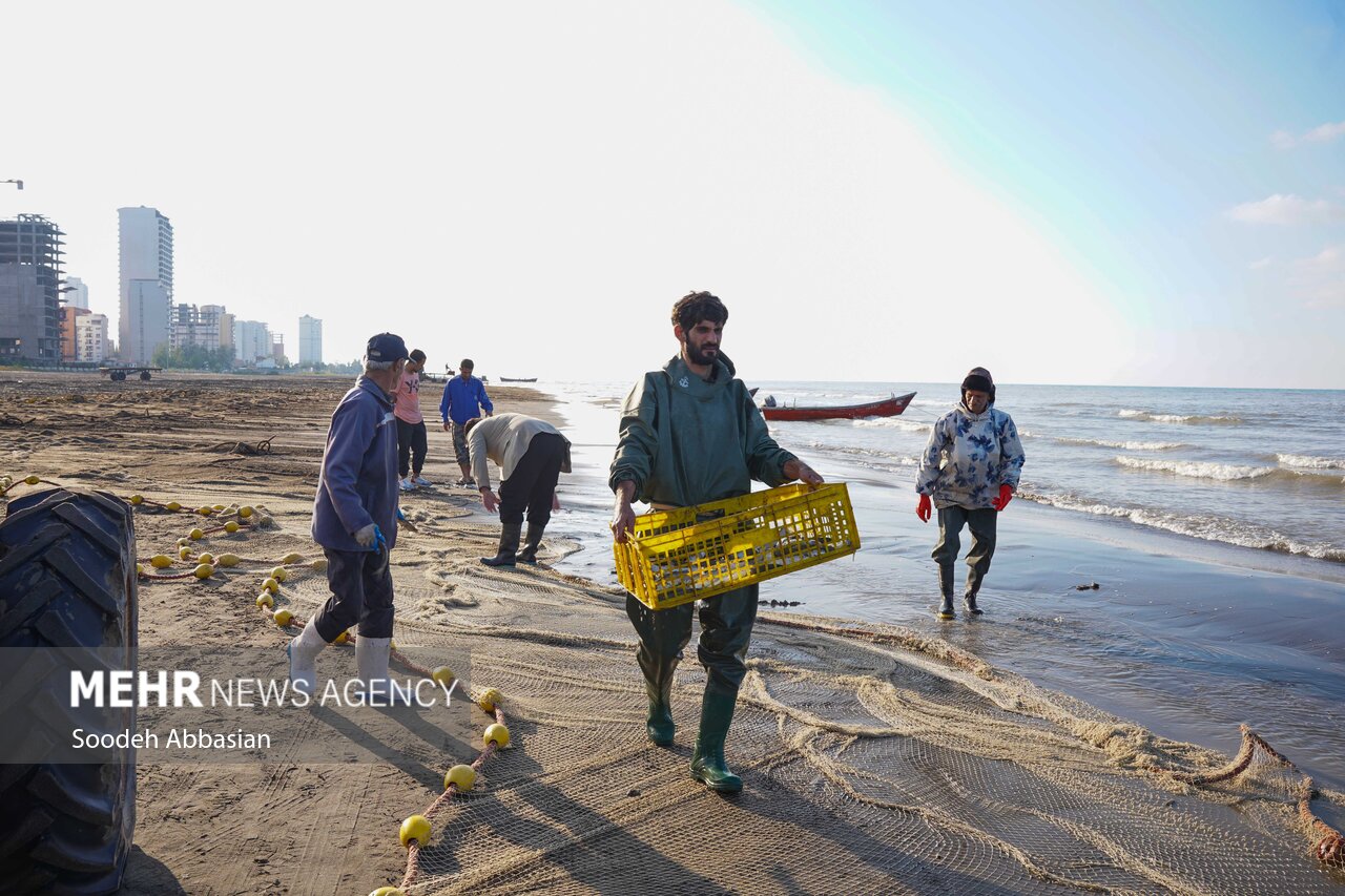 فصل ماهی چِرِم در مازندران/تورهای ماهیگیران پُر و دست ها خالی است
