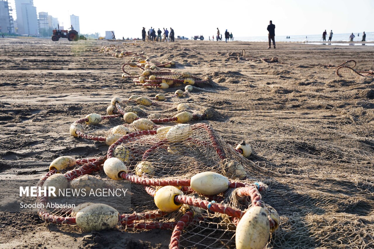 دست خالی مازندران از گردشگری در زمستان/ درناهای عاشق رفتند!