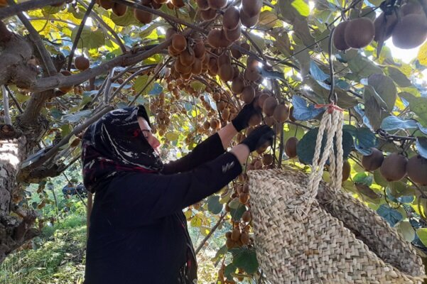 درآمد کیوی کفاف هزینهها را نمیدهد/ لزوم حمایت ویژه از باغداران