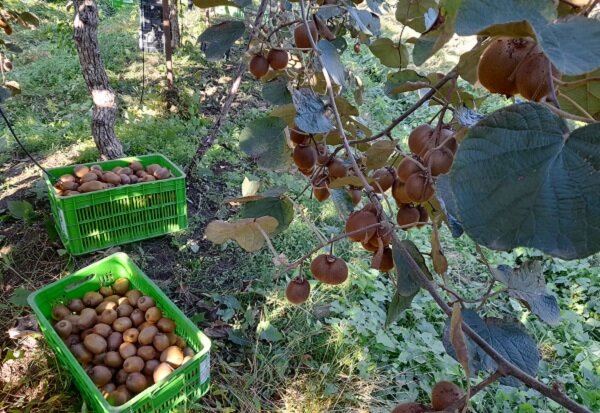 صادرات ۳۲ میلیون دلاری کیوی توسط باغداران گیلانی