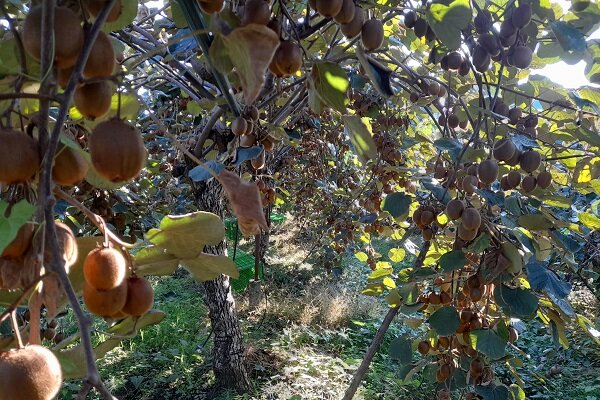 کیوی گیلان؛ محصولی با جایگاه ویژه؛ از بازار داخلی تا صادرات جهانی 2