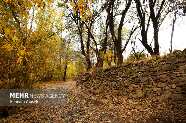 روستای پزشکان ایران ، دلارام تفرش