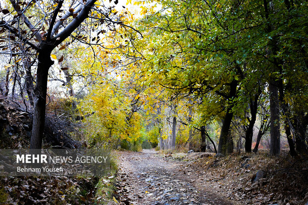 روستای پزشکان ایران ، دلارام تفرش