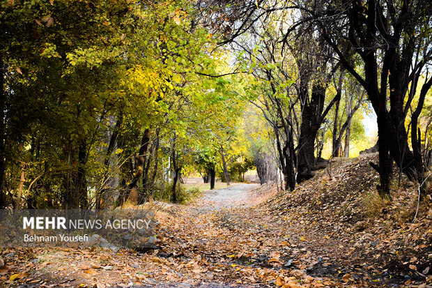 روستای پزشکان ایران ، دلارام تفرش