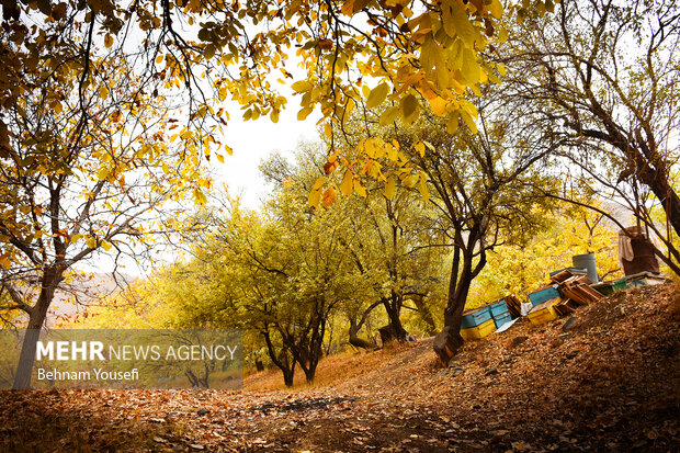 روستای پزشکان ایران ، دلارام تفرش