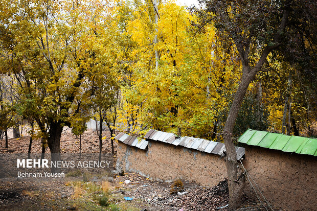 روستای پزشکان ایران ، دلارام تفرش