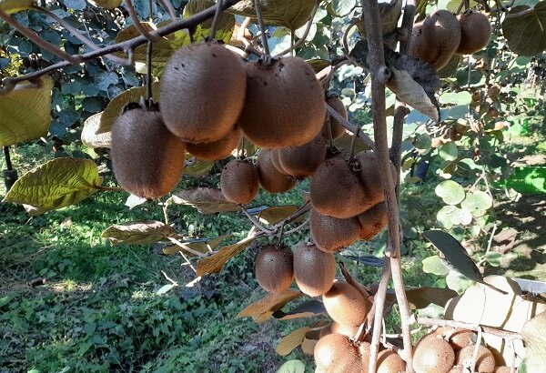 سهم ۵۰ درصدی گیلان در صادرات کیوی سهم ۵۰ درصدی گیلان در صادرات کیوی