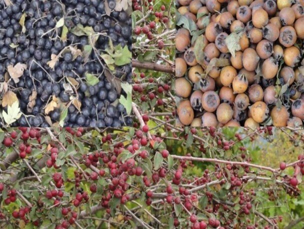 میوه های <a class='tagColor' href='/Tags/Archive/جنگل'>جنگل</a>ی؛ طلای پائیزی مازندران
