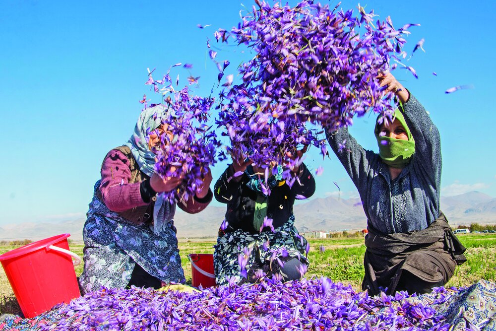 Harvesting saffron in Marand